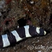 eel_snake_bhr_tam_h_0051_bal5783.jpg
